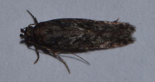 Carpatolechia sp.